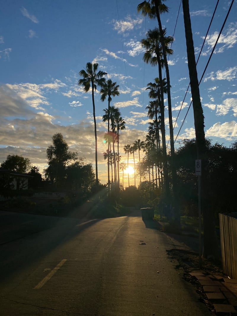 North Citrus Avenue Palm Trees