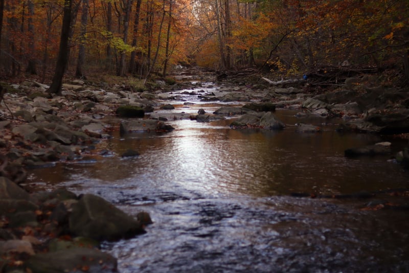 Bel Air Woodland Creek