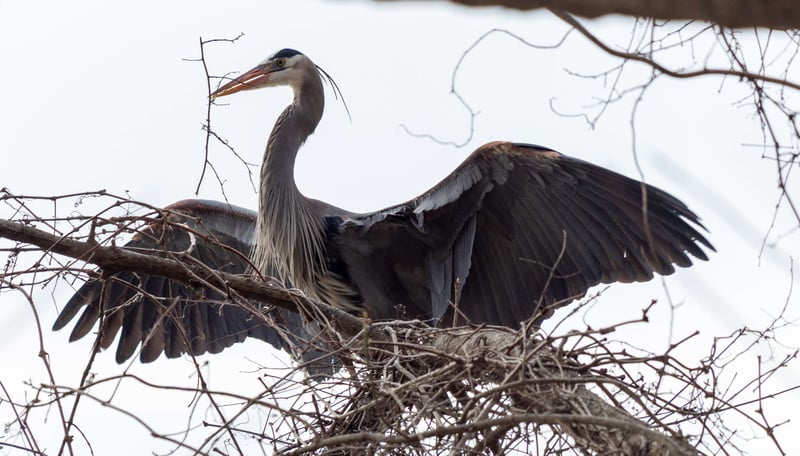 McLean Heron Nesting Site