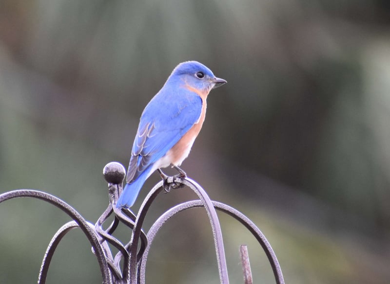 Spring Hill Garden Birding