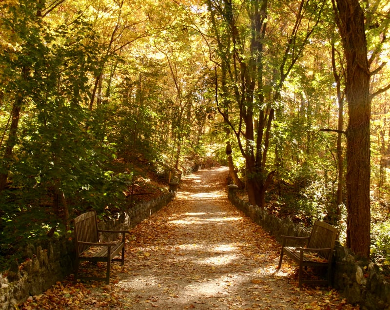 Centereach Wooded Trail