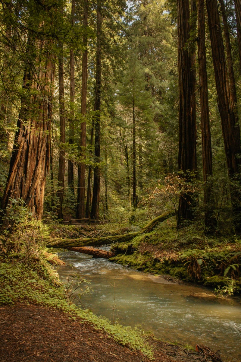 Muir Woods National Monument