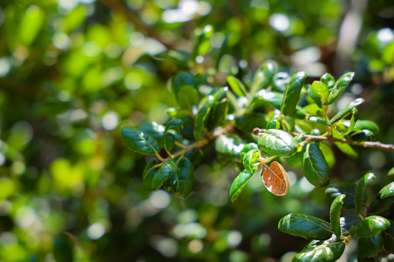 Chino Hills Foliage Detail