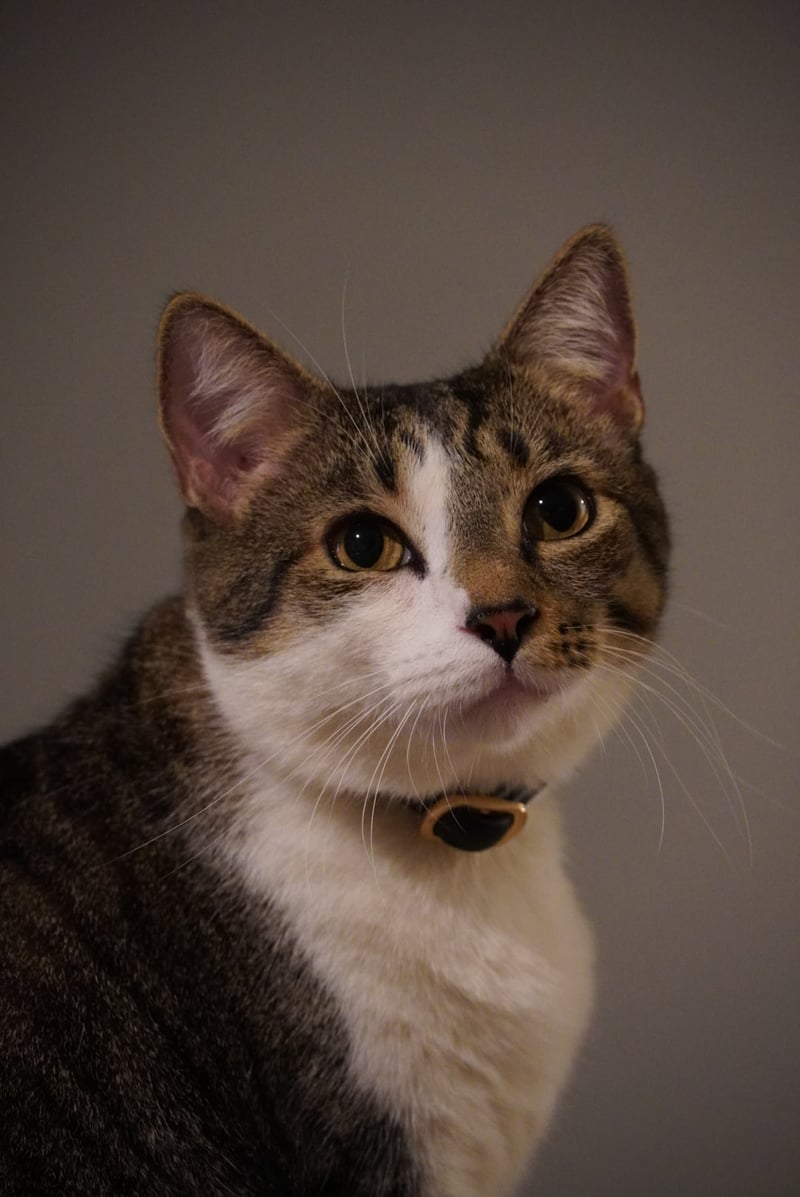 Indoor Portrait Setting