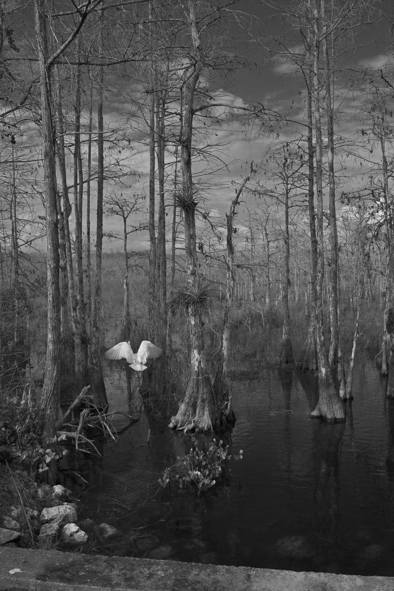 Big Cypress Swamp