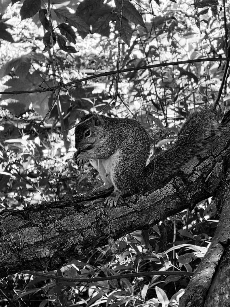 Vista Civic Center Grounds