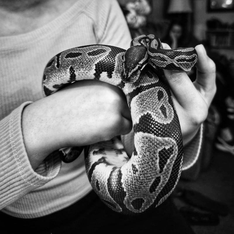 Indoor Reptile Portrait