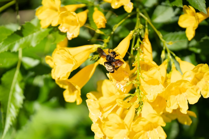Texas Yellow Bells Garden