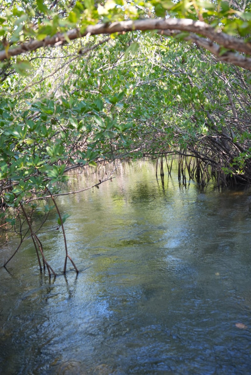 Miami River Mangrove Tunnel