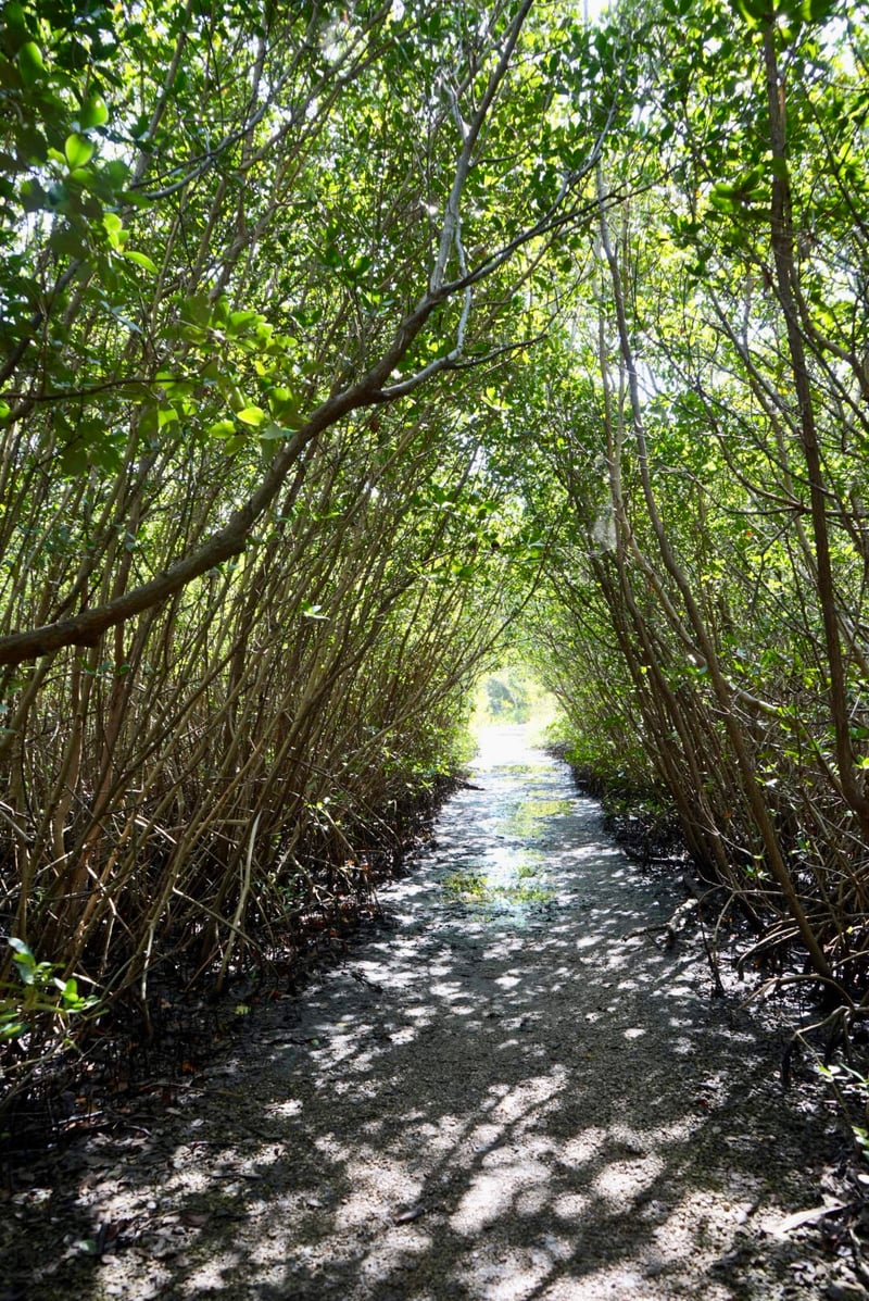 Miami River Mangrove Tunnel