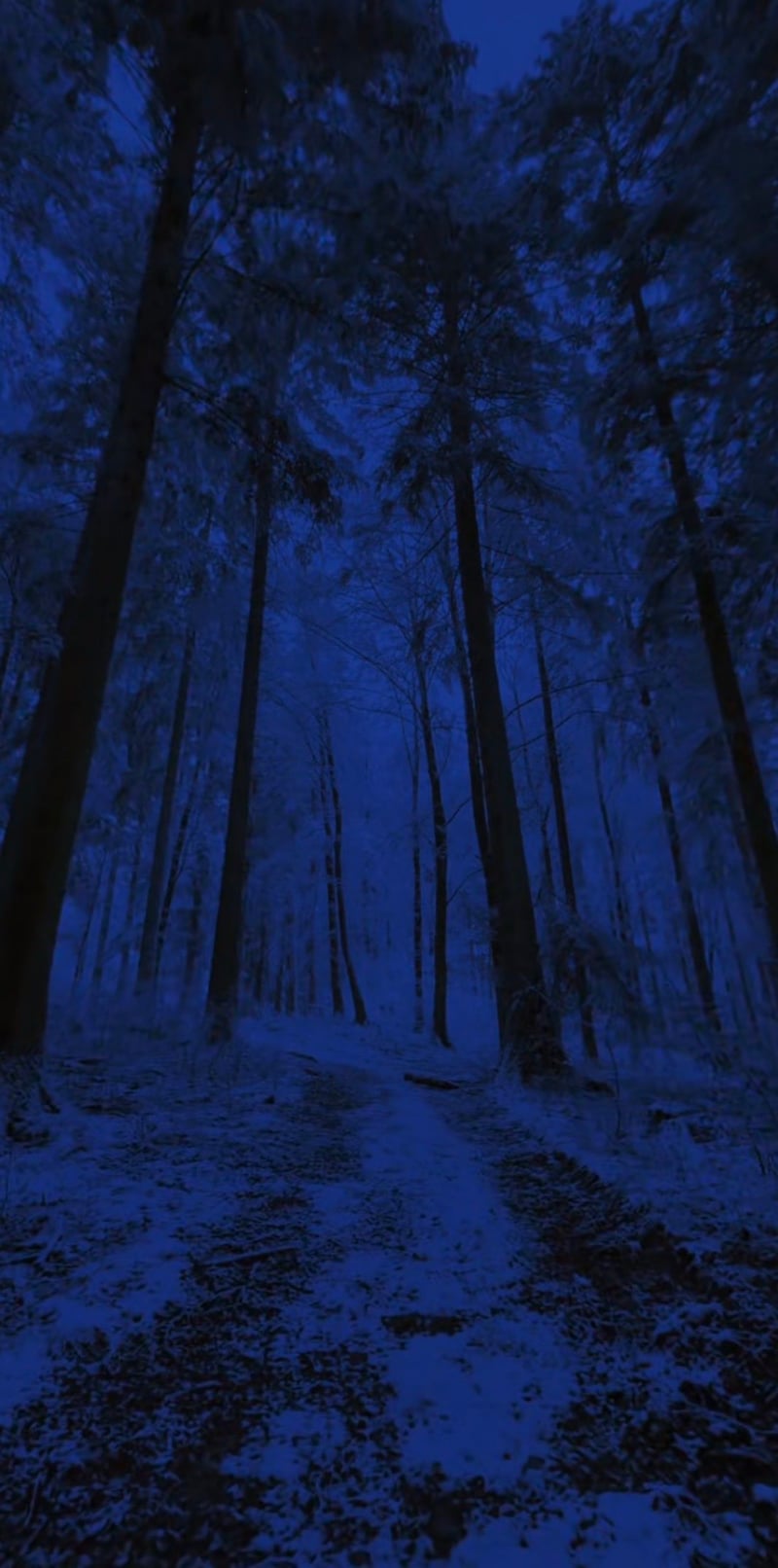 Lytle Creek Winter Forest