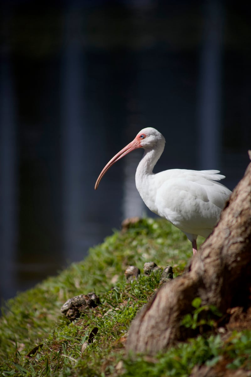 Riverview Pond Wildlife Spot