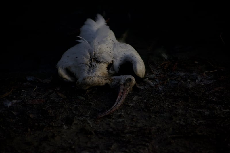 Brandon Suburban Nature Area