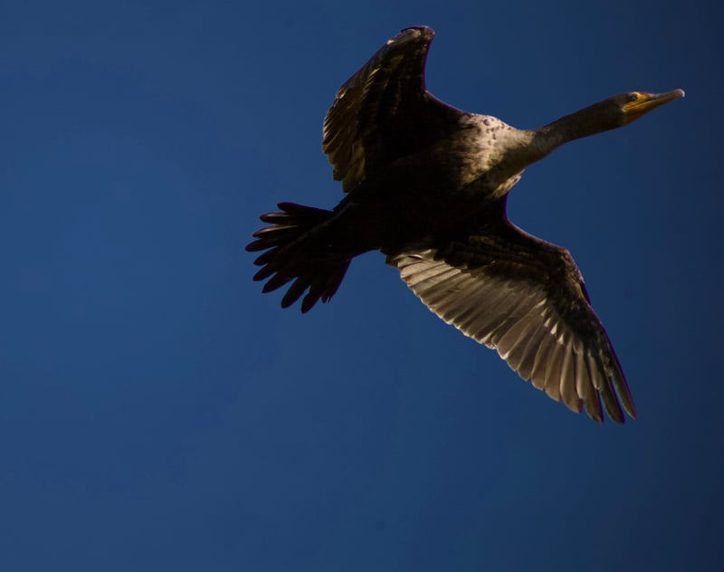 Brandon Neighborhood Skies