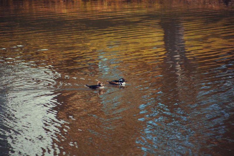 Legacy Crescent Pond