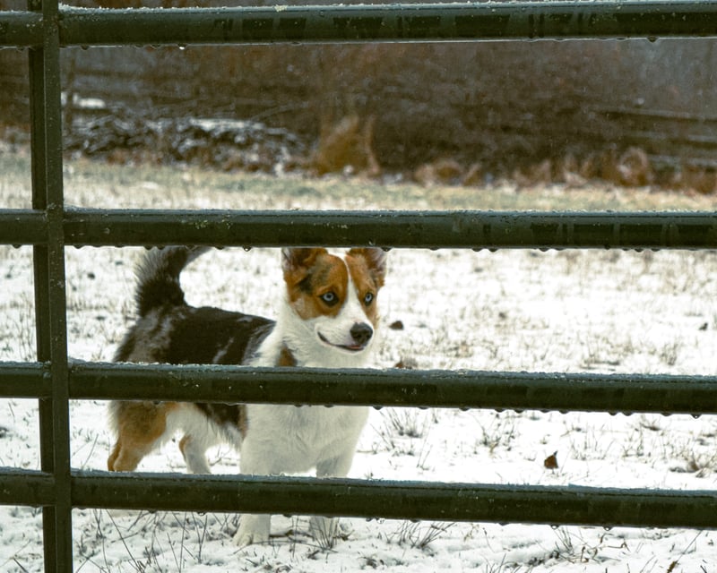 Macungie Winter Pasture