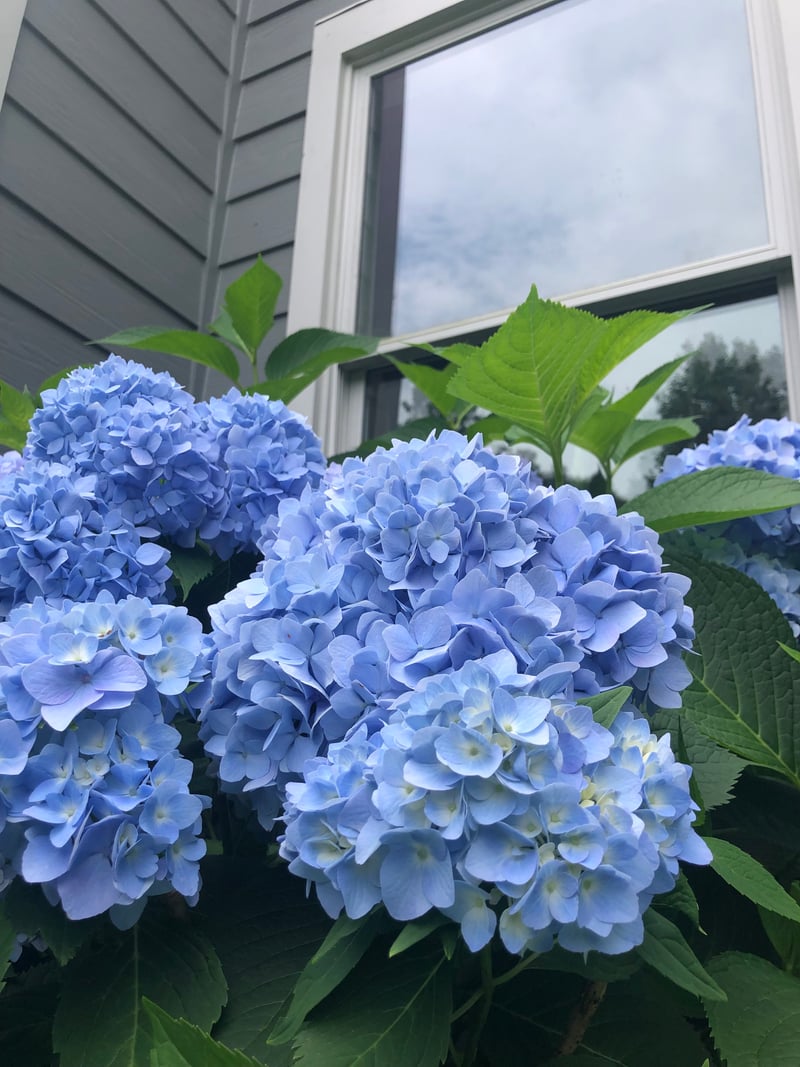Suburban Hydrangea Garden