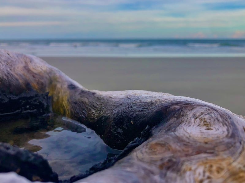 Hunting Island Boneyard Beach