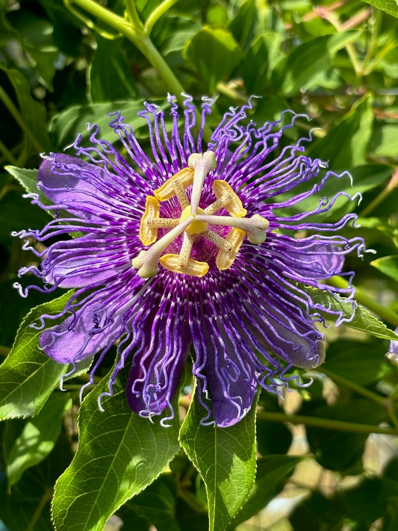 Beaufort Garden Flora
