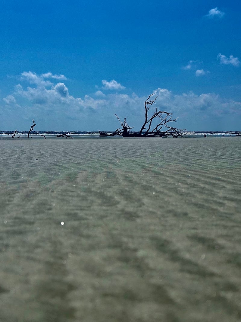 Saint Helena Island Driftwood Beach