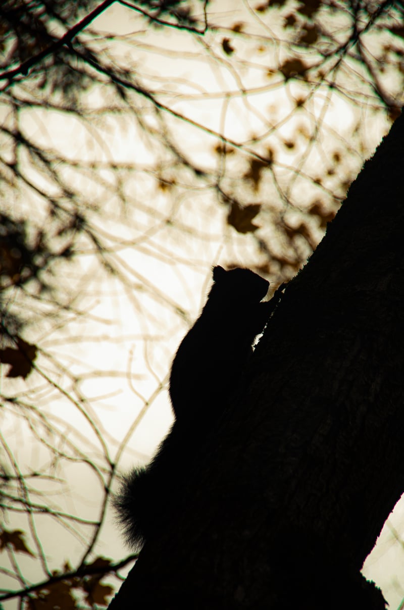 Orléans Suburban Canopy