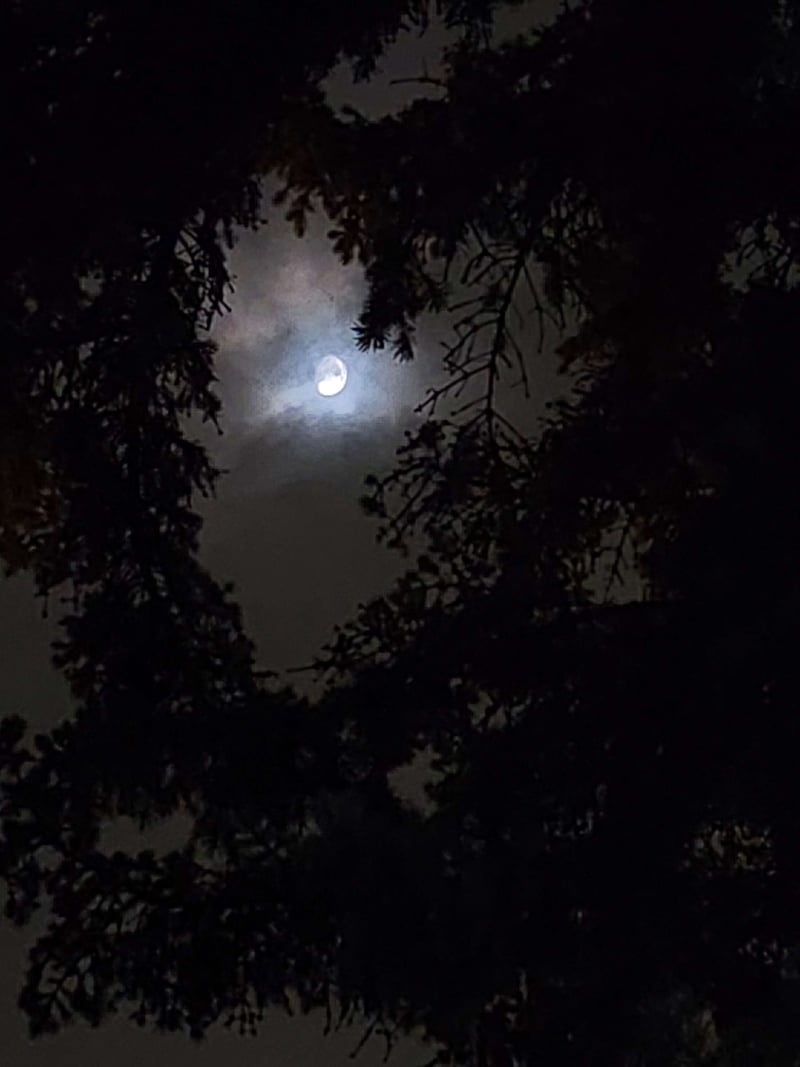 Suburban Tree Canopy Moon Framing