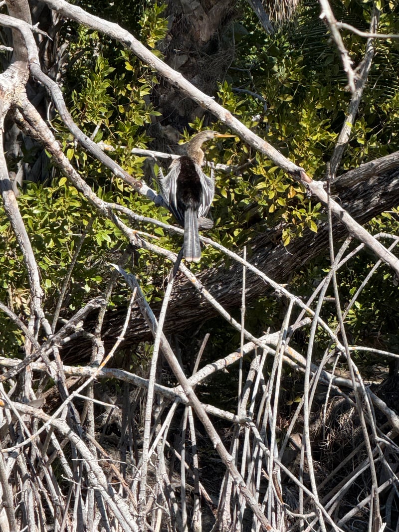 Sanibel Mangrove Thicket