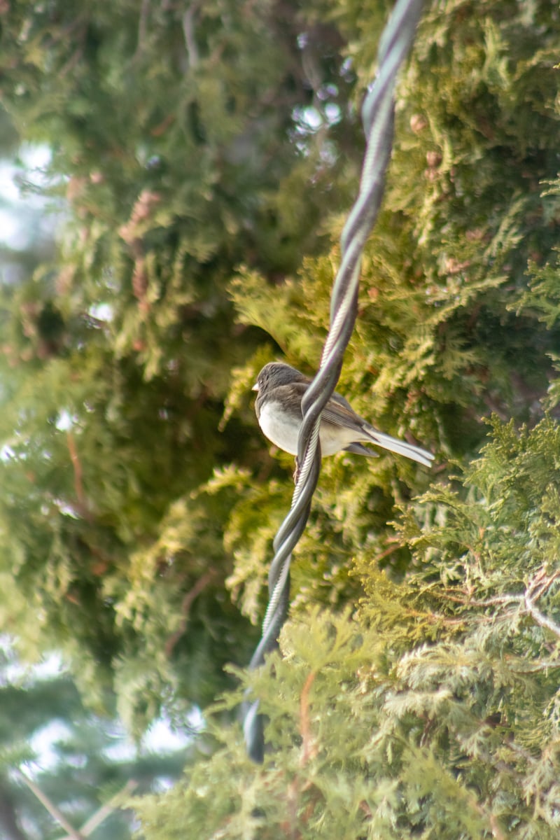 Harrison Township Backyard Birding