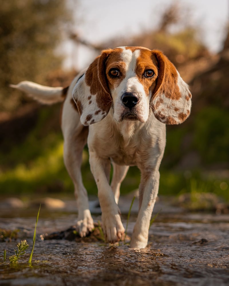Santiago Creek Trail