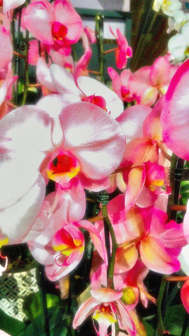 Cockeysville Floral Display