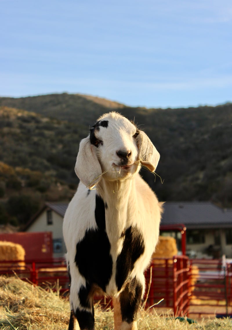 San Bernardino Mountains Foothills Farm