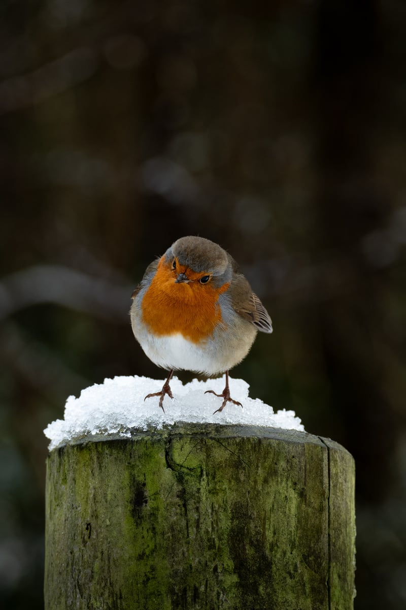 Cheshire Woodland Trail