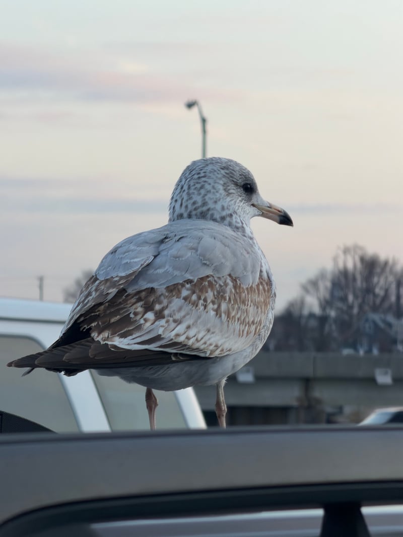 Baltimore Waterfront Parking Area
