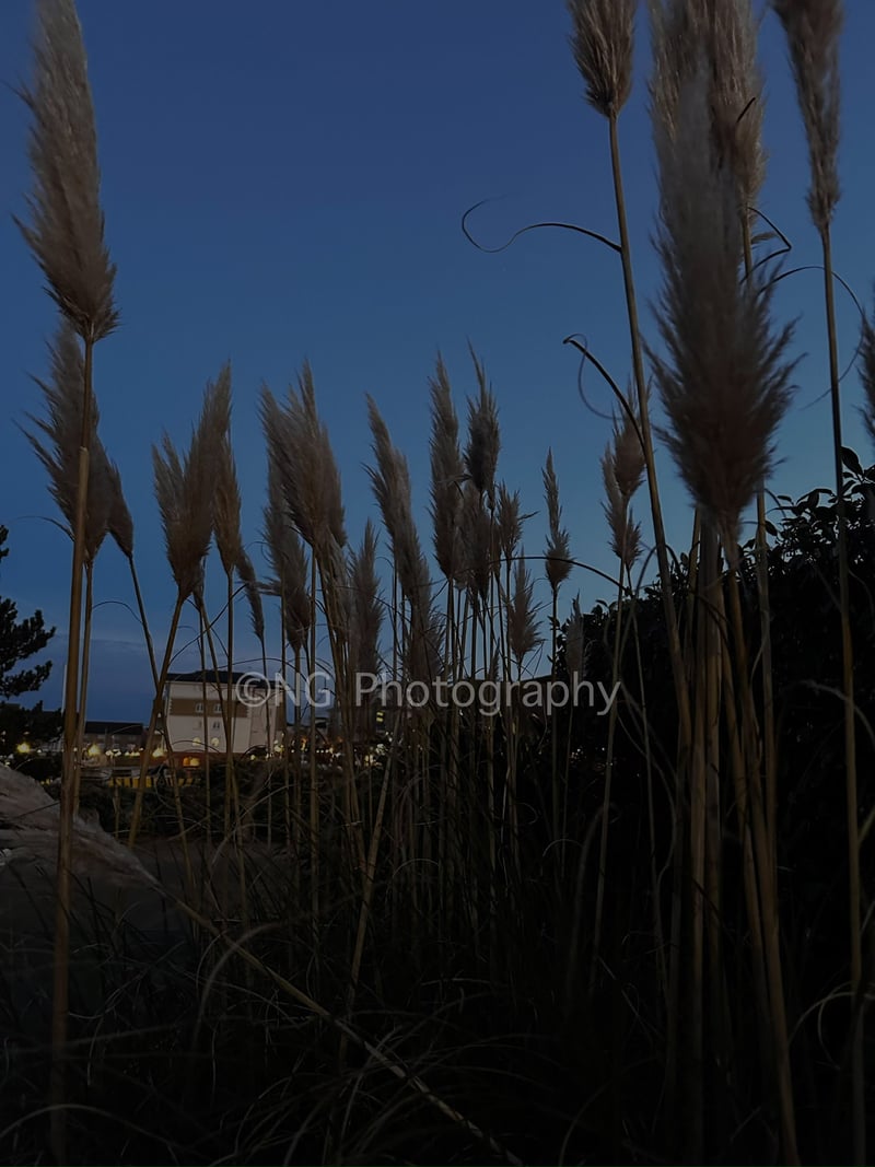 Sovereign Harbour Coastal Grasses