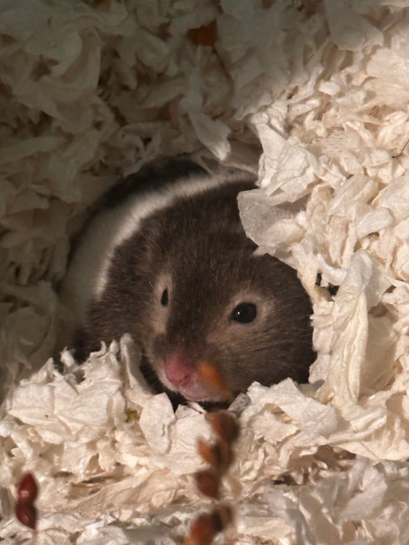Indoor Pet Portrait Setup