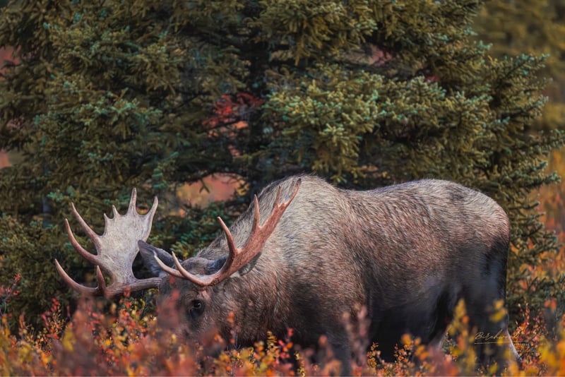 Denali National Park