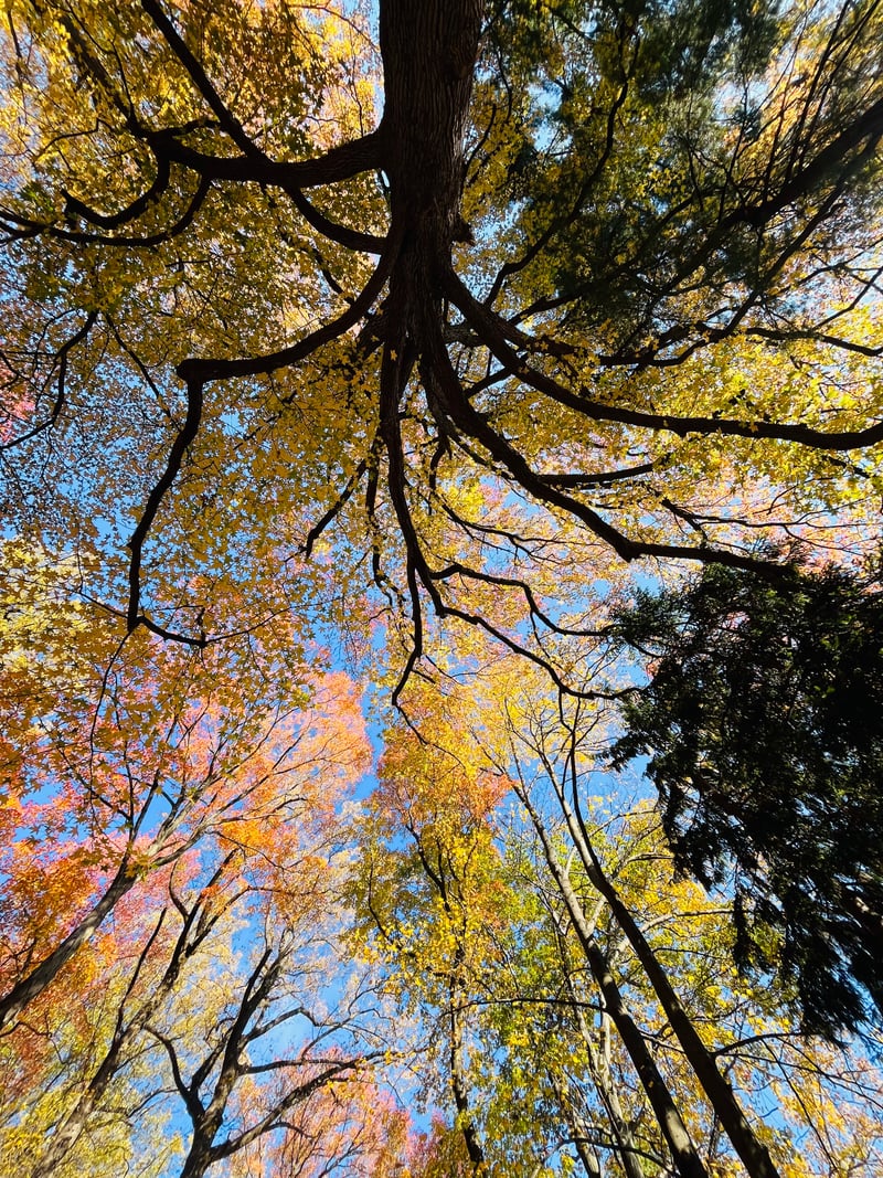 Englewood Woodlands Canopy