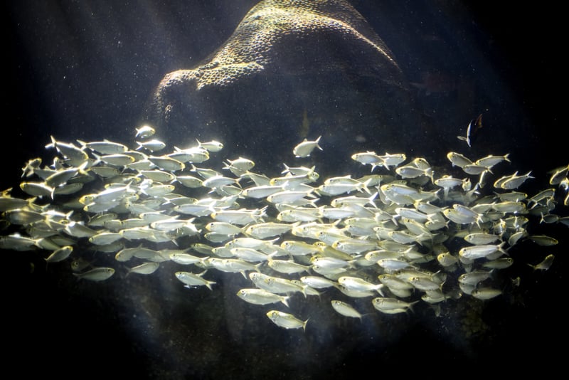 The Florida Aquarium