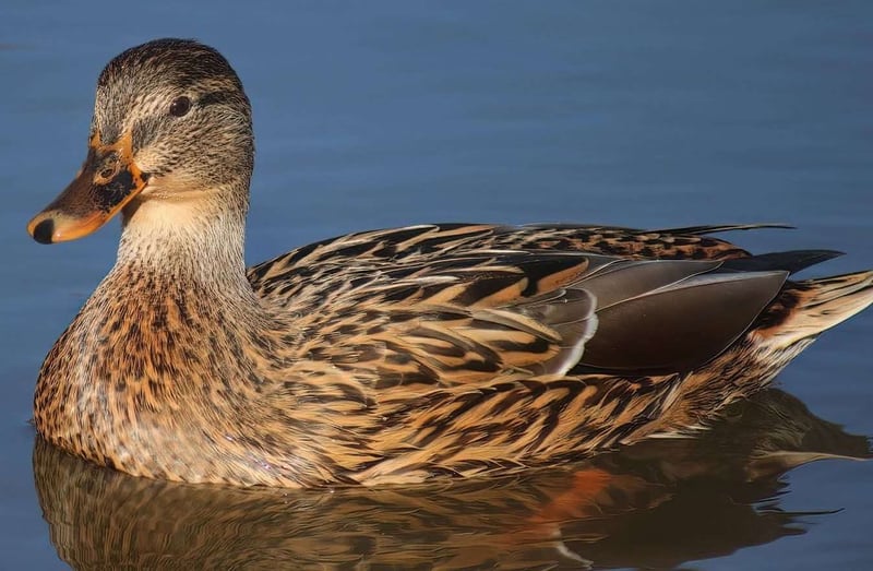 Hendrie Valley Nature Sanctuary