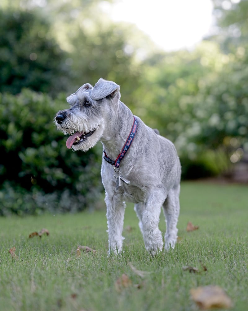 Suburban Garden Lawn