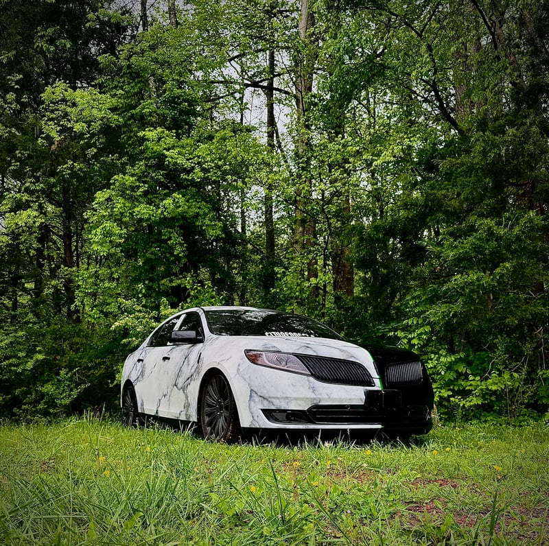 Wilson Dock Forest Clearing