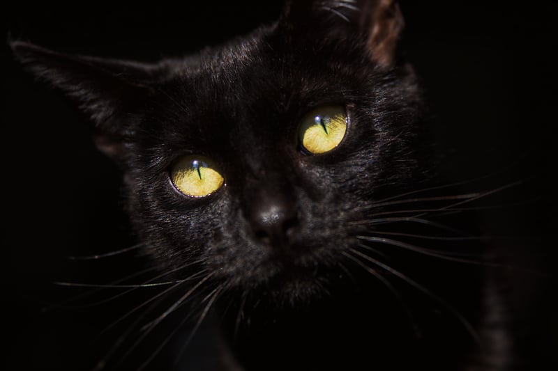 Nampa Residential Studio