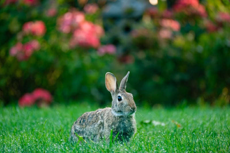 Suburban Garden Wildlife Spot