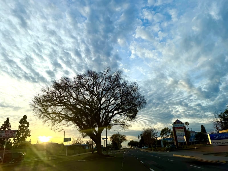 Chapman Avenue Sunset Silhouette