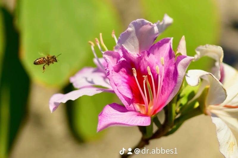 Garden Grove Orchid Tree Garden