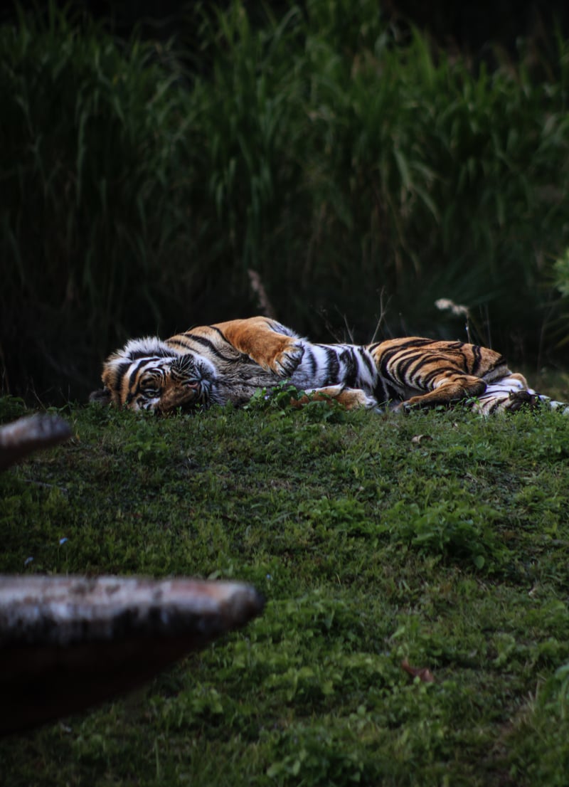 Wildlife Park Tiger Habitat