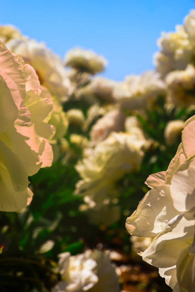 Adelman Peony Gardens