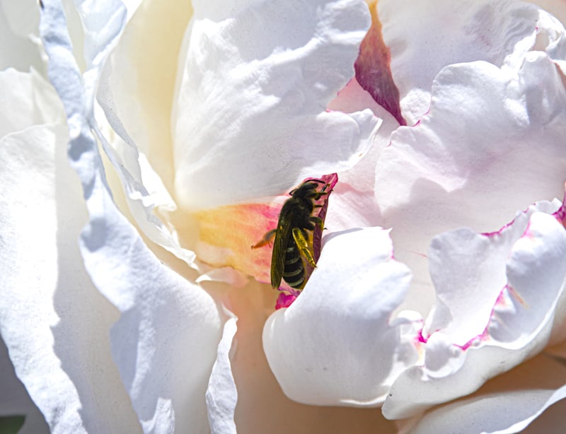 Adelman Peony Gardens