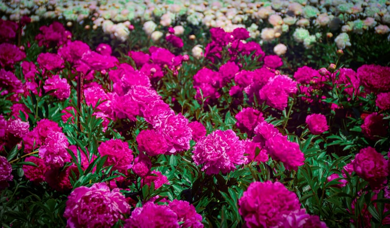 Adelman Peony Gardens