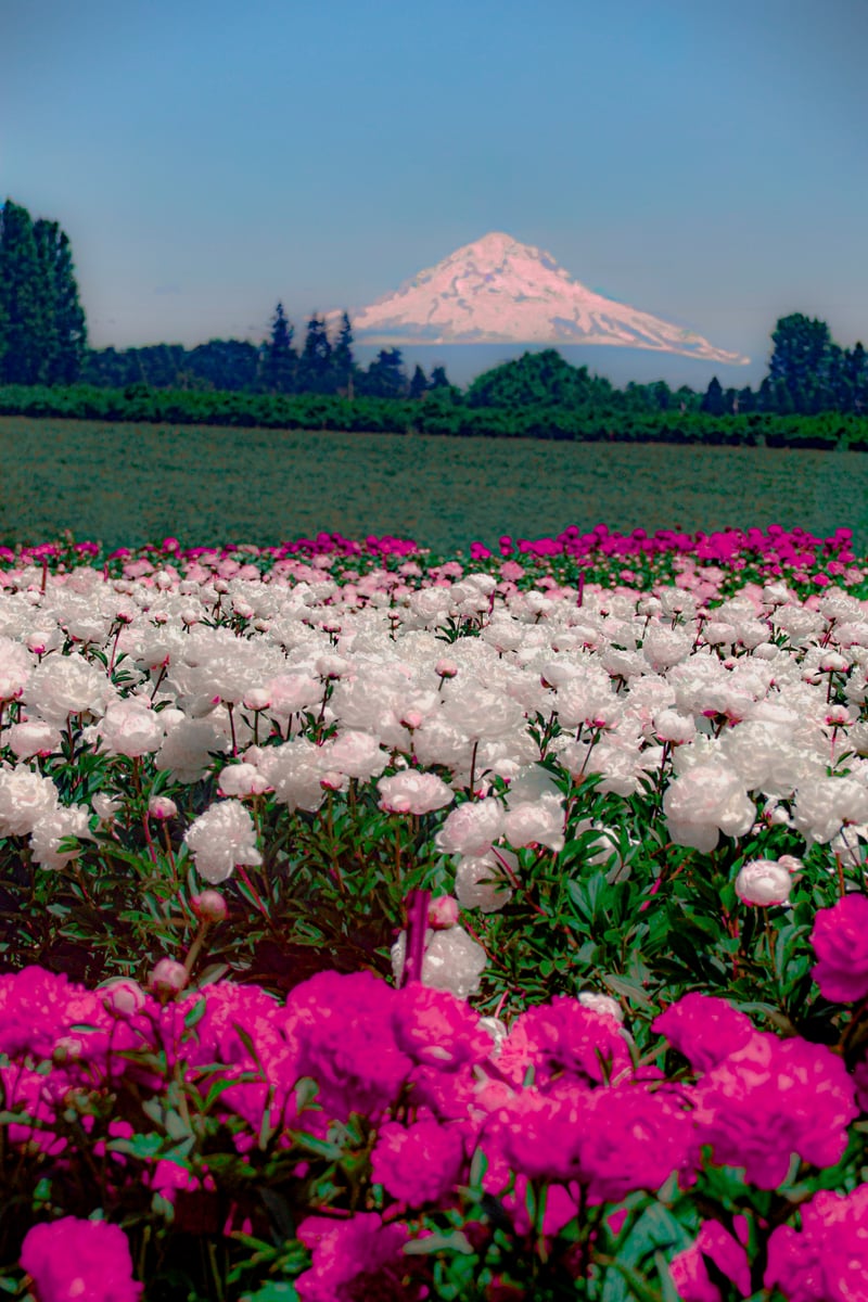 Adelman Peony Gardens